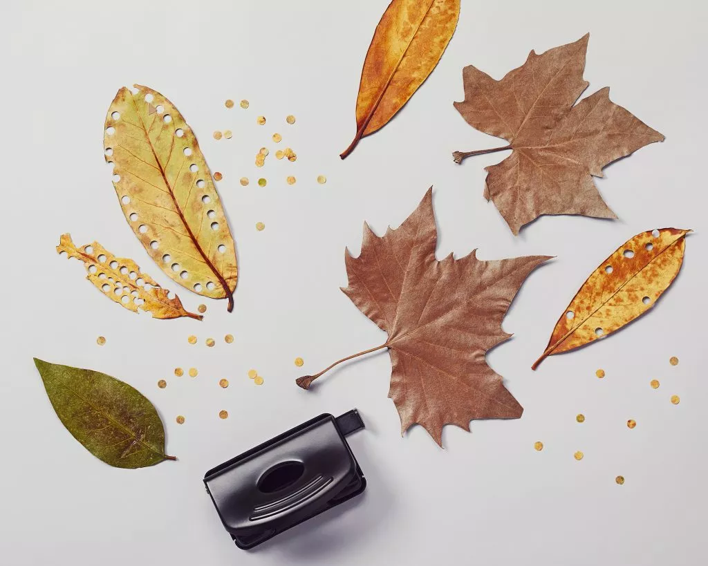 Des confettis naturels